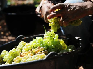 Cru de Mornag, Blanc Tradition - jakie skarby kryją tunezyjskie winnice?