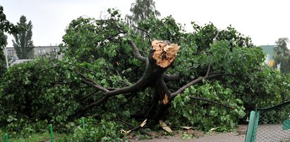 11-letnia harcerka nie żyje. Tragedia na obozie! Nawałnica przewaliła drzewo na namioty