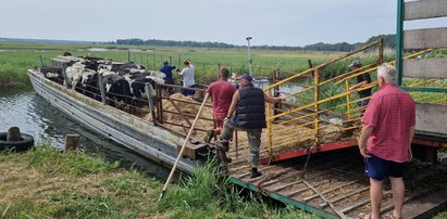 Ruszyła ewakuacja bydła z wysp na Odrze. Skutki finansowe skażenia rzeki mogą być bardzo bolesne dla rolników [WIDEO]