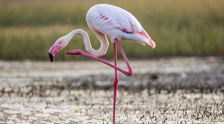 Flamingó illusztráció