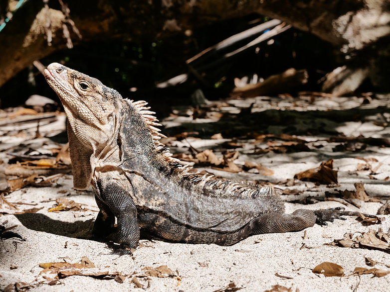 Iguana - na pewno spotkasz ją w Kostaryce!