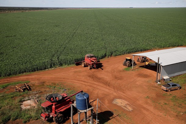 The Wider Image: Brazilian Indians fined for planting GMO soy crops