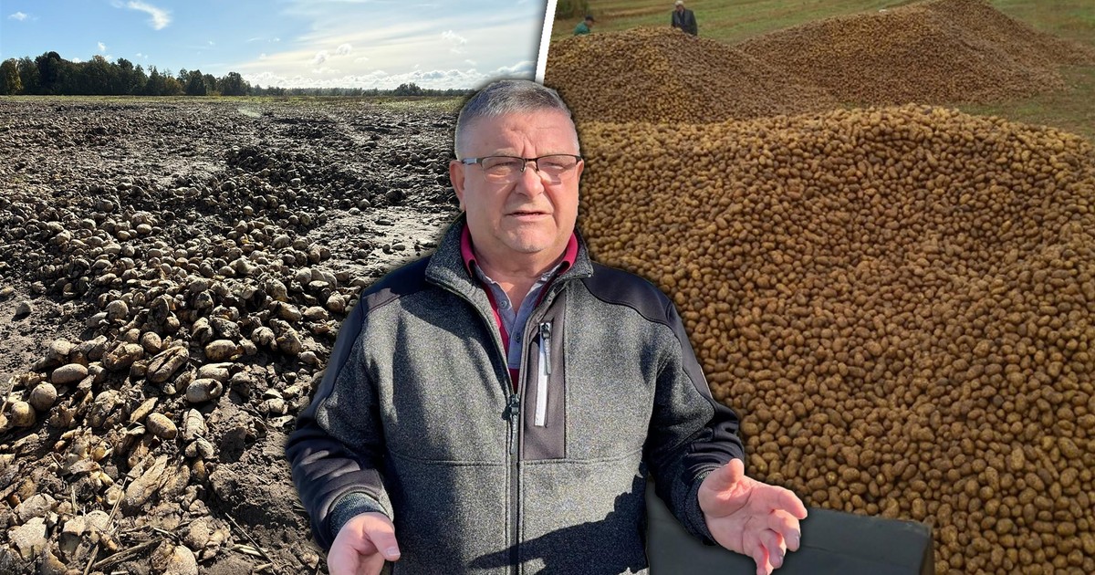 Ktoś puścił plotkę i 150 ton ziemniaków zniknęło w jeden weekend. Właściciel: To była kradzież, nie rozdawnictwo!