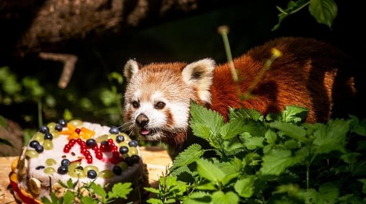 A vörös panda még tortát is adott a kedvesének / Fotó: Veszprém Zoo