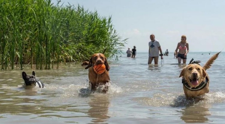 Kutyás strand