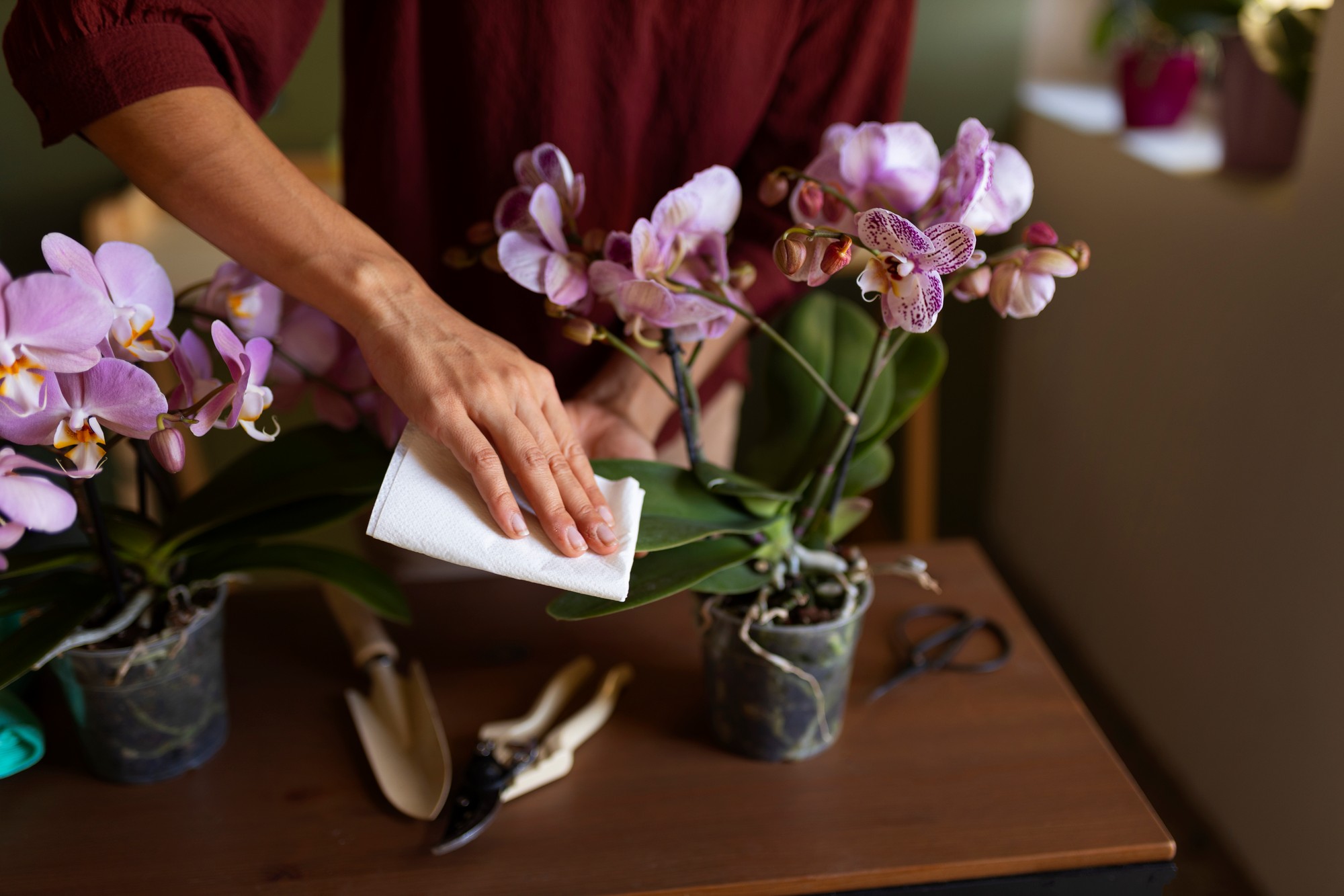 Orchidea vyžaduje špecifické podmienky starostlivosti.