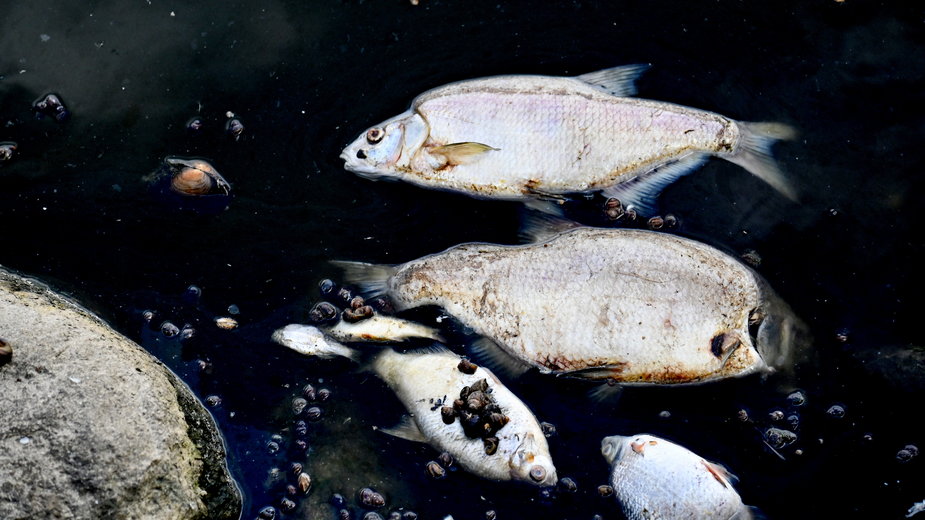 Śnięte ryby wyławiane z Odry