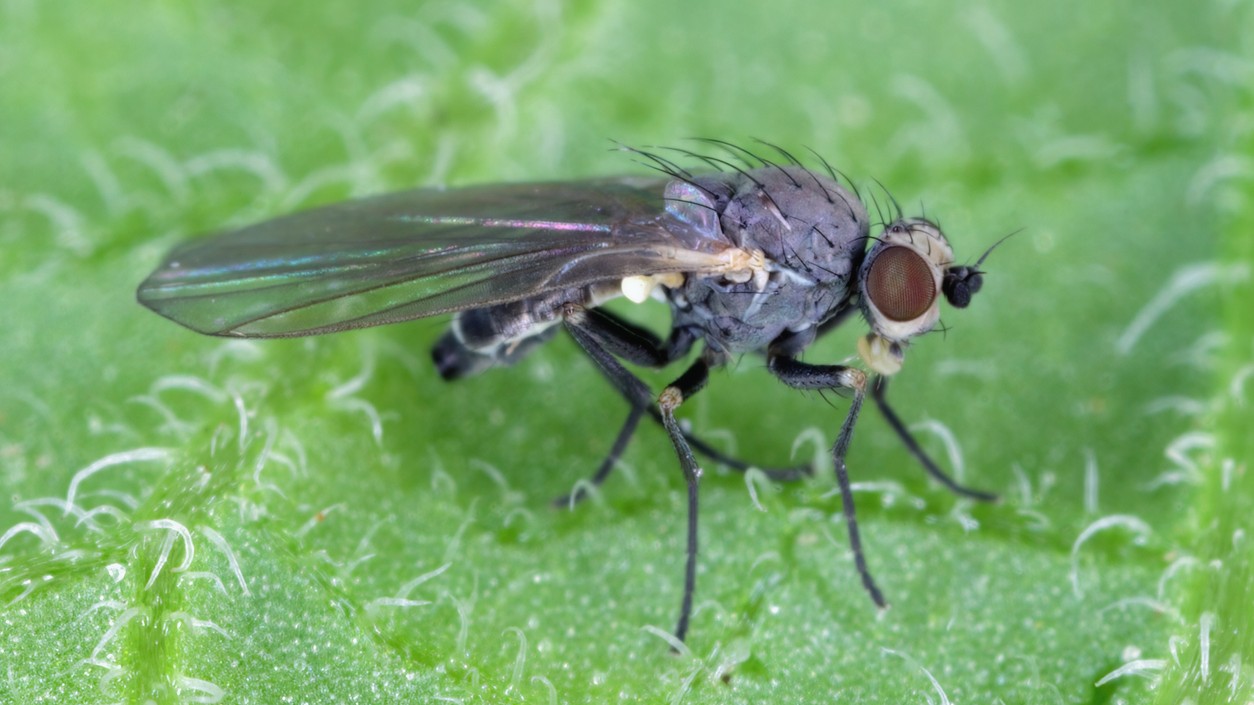 Mínerka pórová, nenápadný škodca, ktorý vám môže zničiť úrodu.