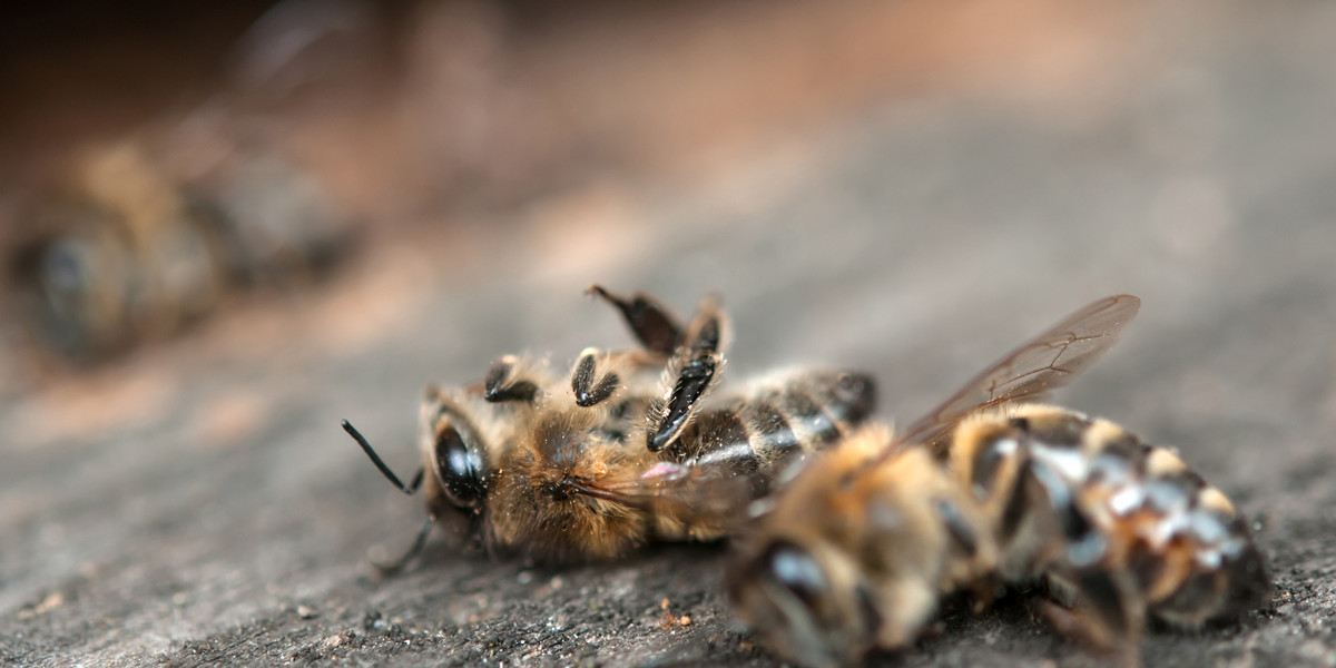 Rolnik opryskał pola trucizną zginęło 7,5 miliona pszczół.