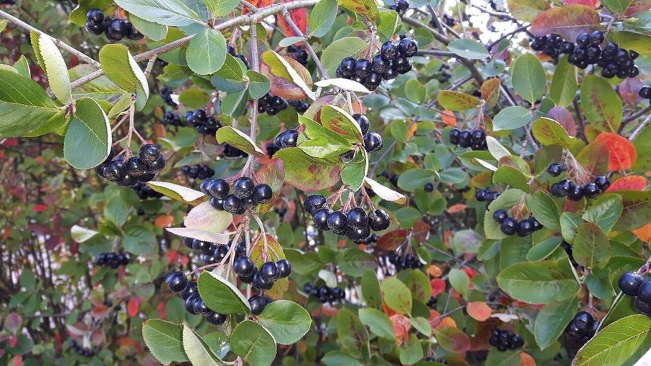 Aronia czarnoowocowa