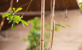A w terrarium siedzą dwie małe prządeczki… 