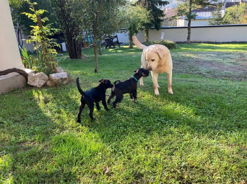 Kuća Radoša Bajića