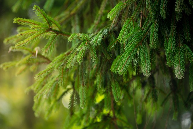 Sibirska jela, Foto: Victoria Moloman / Alamy