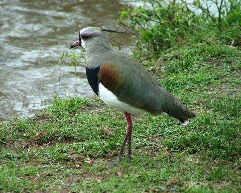 Galeria Argentyna - Delta rzek Parany i Urugwaju, fauna, obrazek 33