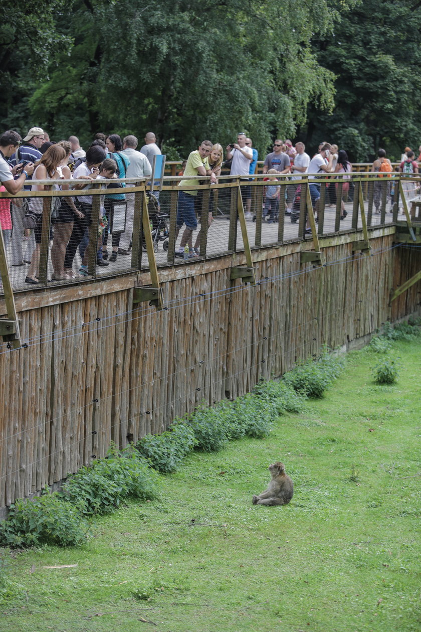 Celebrytą we wrocławskim zoo jest małpa