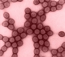 rotavirus-d00001E4E9cc945d63dc8