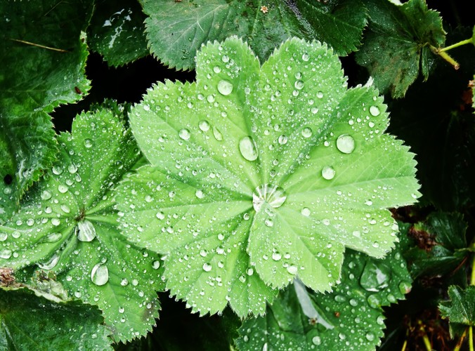 Przywrotnik przywraca zdrowie