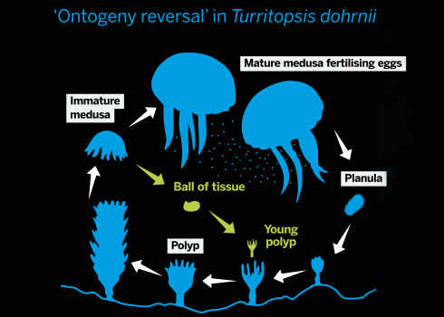 The process of jellyfish transdifferentiation [TheBiologist]