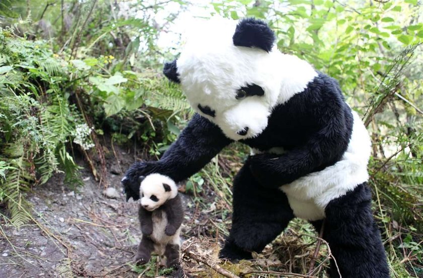 Tak w ZOO udaje się pandy. Rozpoznasz, która prawdziwa?