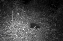 To zwierzę od 60 lat uważano za wymarłe. Naukowcy nie mogli uwierzyć własnym oczom