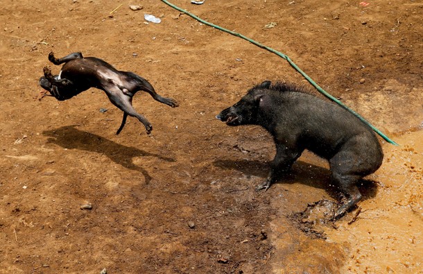 The Wider Image: Indonesian villages pit wild boars against dogs