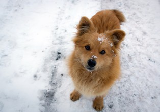 Eureka: Pies z kulawą nogą się ucieszy. Oto przełomowy sposób leczenia kulawizny