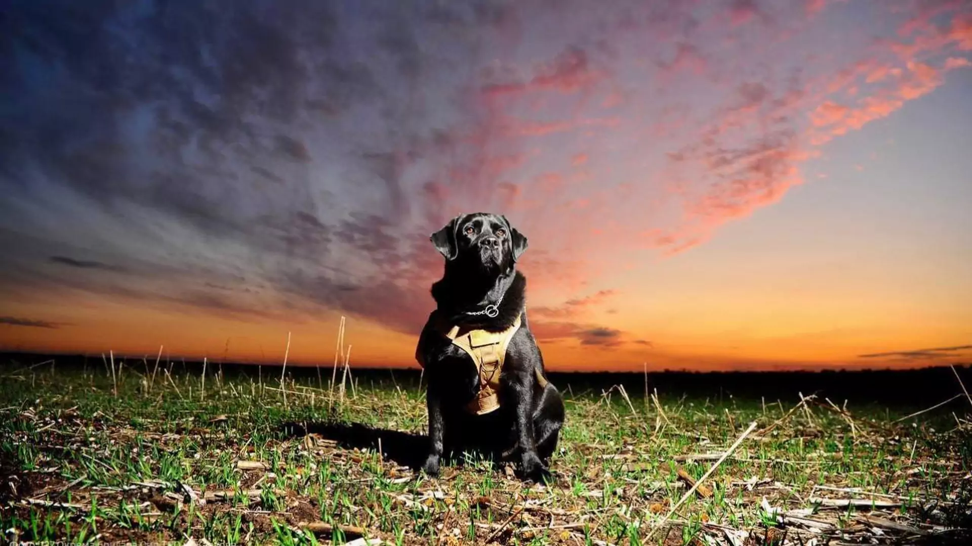 Boomer pomaga Ukraińcom walczyć ze stresem. "Najmilszy pies na świecie"