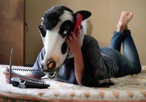 indija krave instagram sujatro ghosh