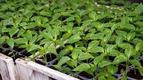 Kiedy siać paprykę na rozsadę? Czym podlewać siewki papryki? Czy wysiew papryki w styczniu to dobry pomysł?