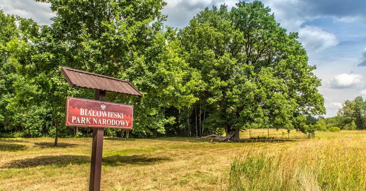 Czyja racja jest na górze w sprawie Puszczy Białowieskiej? [KOMENTARZ]