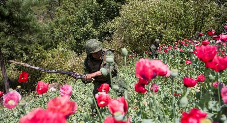 Mexican soldiers take part in an operation to destroy a poppy plantation in the mountains in Guerrero State