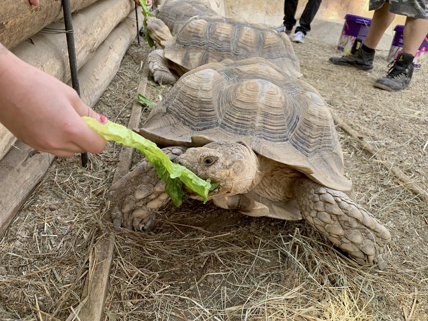 Odwiedź wrocławskie zoo