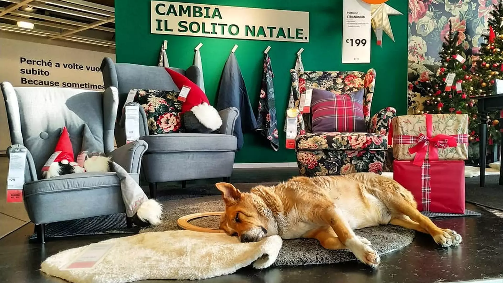 We włoskim sklepie IKEA zamieszkały bezdomne psy - chcemy więcej takich gestów ❤