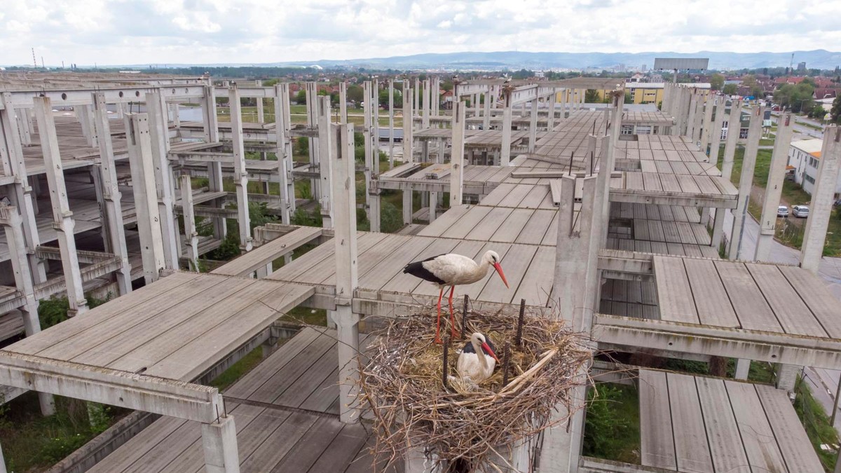Rat na Bliskom istoku poremetio i rode, ugrožen im povratak u Novi Sad