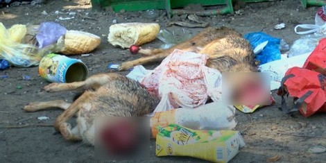 Meštani zatekli horor prizor/ Foto: Rtv yu eco