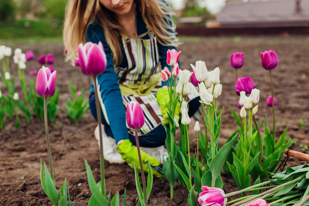Tulipany. Co robić z tulipanami po przekwitnięciu?