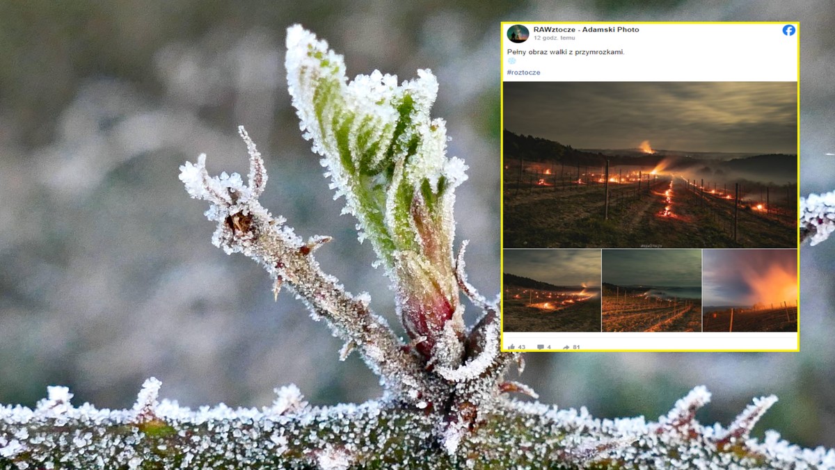 Potężne przymrozki nieprzerwanie atakują. Wiemy, kiedy temperatura wzrośnie