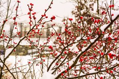 Olejowanie roślin ogrodowych. Po co je robić zimą?
