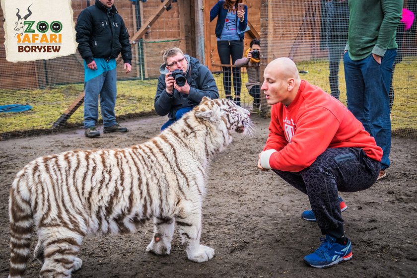 Artur Szpilka i Andrzej Wawrzyk bawili się z tygrysami