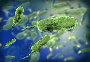 Vibrio vulnificus húsevő baktérium fertőzés