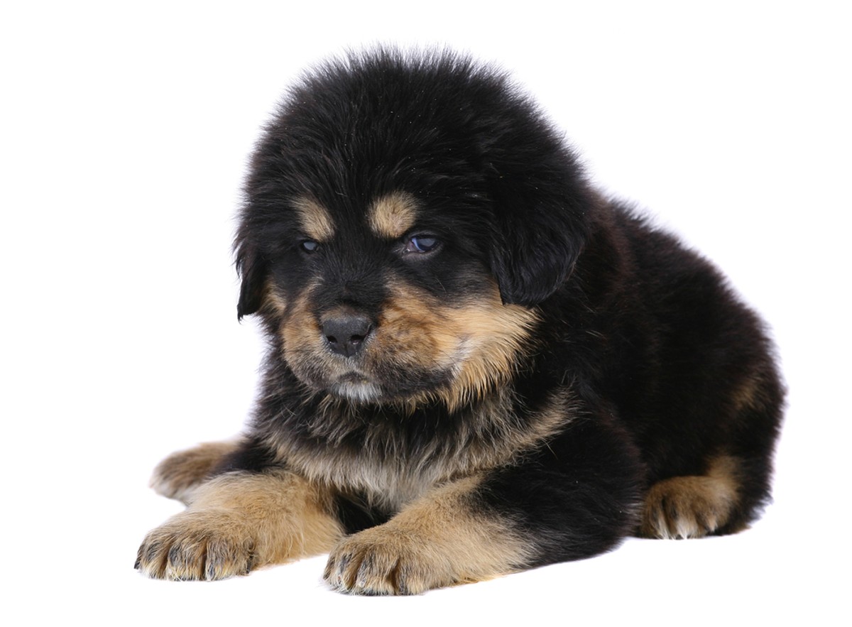 mastif tybetański tibetan mastiff