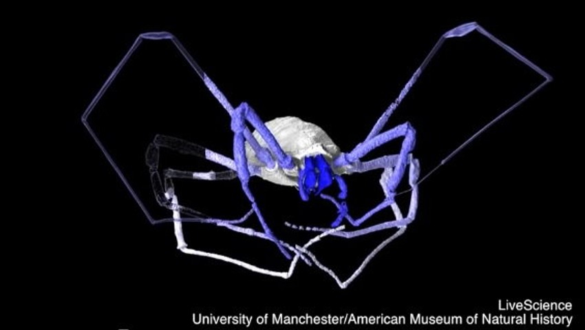 U arhanide spadaju pauci, kosci i škorpije, a fosili su im krhki i retko se očuvaju