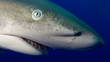 Australia: rekin pogryzł wędkarza, który go złapał