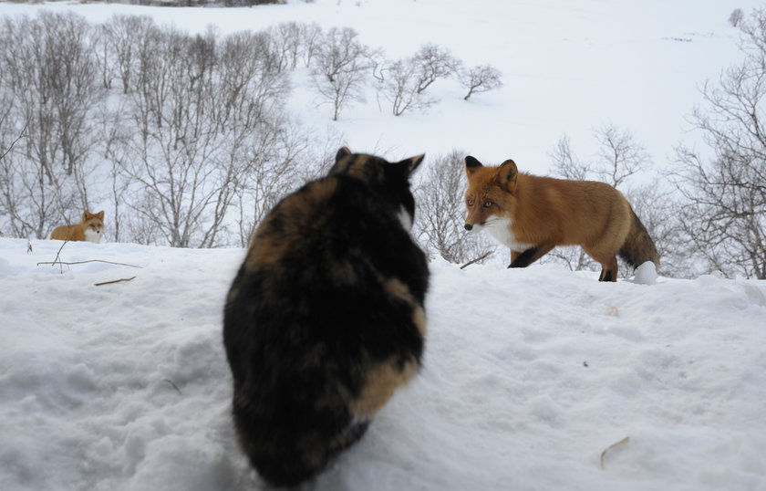 Fox and cat. Игорь Шпиленок кошка и лиса. Лисы и кошки. Кошка против лисы. Кот гоняет лису.