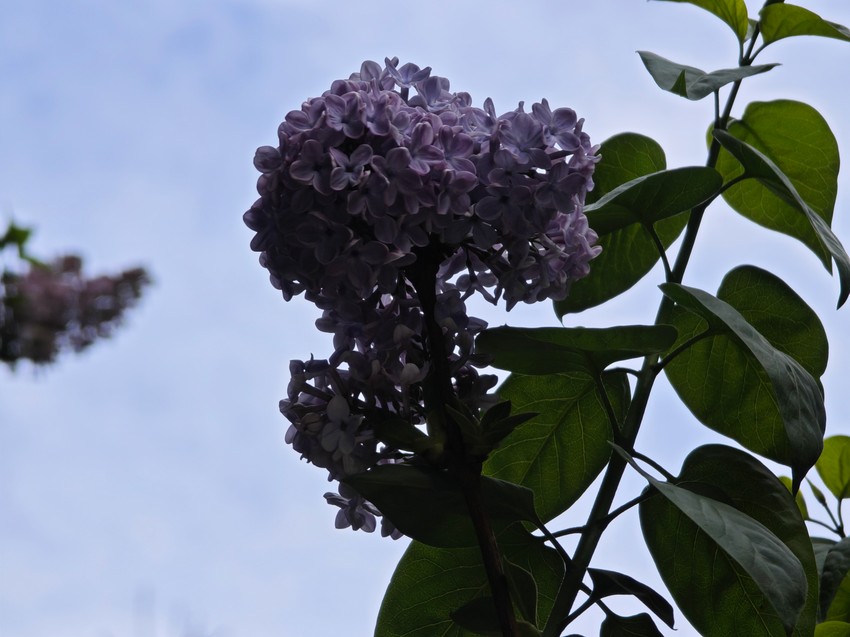 Slikano Honor Magic 6 Lite