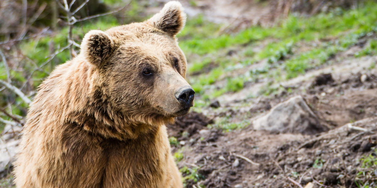 Niedźwiedzie odwiedziły Dolinę Kościeliską.