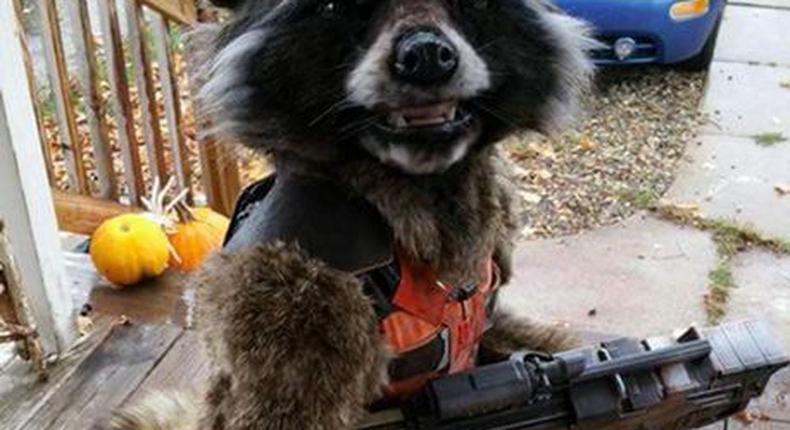 Awesome halloween costumes - Rocket raccoon