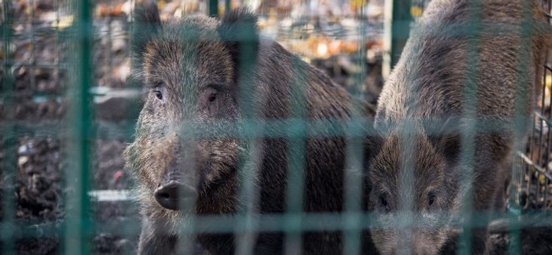 Dziki wchodzą do Trójmiasta. Urzędnicy próbują minimalizować szkody