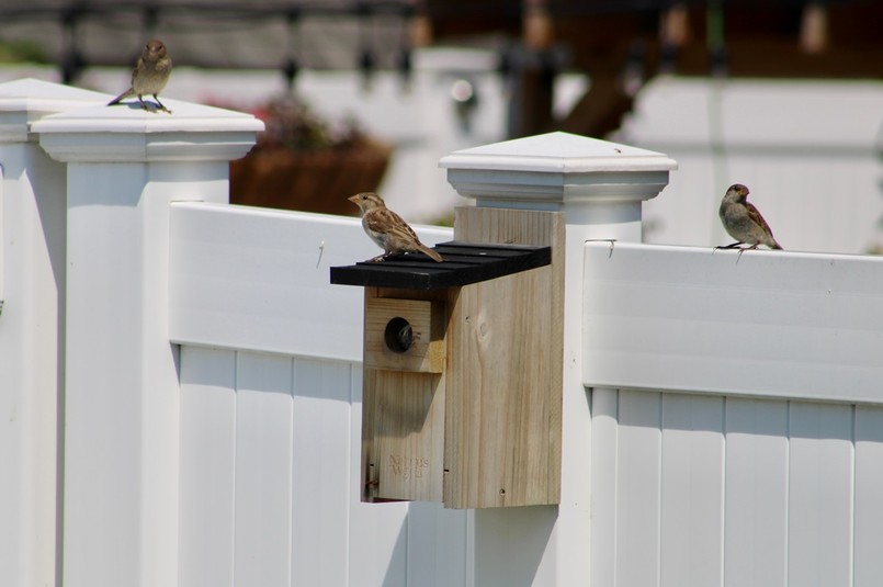 Budka lęgowa dla wróbla z otworem wlotowym na dodatkowej listwie utrudniającej penetrację budki drapieżnikom.