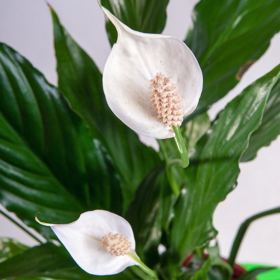 4. Kwiaty do sypialni: Skrzydłokwiat (Spathiphyllum)